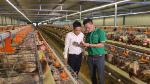 Mô hình nuôi gà “xanh” hướng đến nền nông nghiệp sạch