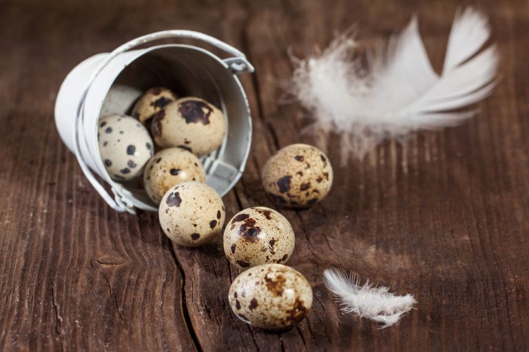 quail egg with white feather