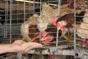 Hiệu quả từ chăn nuôi gà bằng phương pháp thảo dược