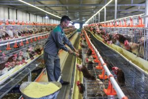 Chăn nuôi gà thảo dược Không kháng sinh – Hướng đi mới trong sản xuất nông nghiệp sạch